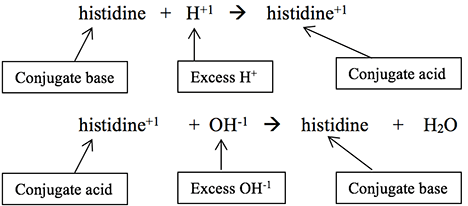 
							
								Two chemical equations. Equation 1: histidine (conjugate base) and H +1 (excess H+) yields histidine +1 (conjugate acid). Equation 2: histidine +1 (conjugate acid) and OH -1 (excess OH -1) yields histidine and H2O. 
							
							